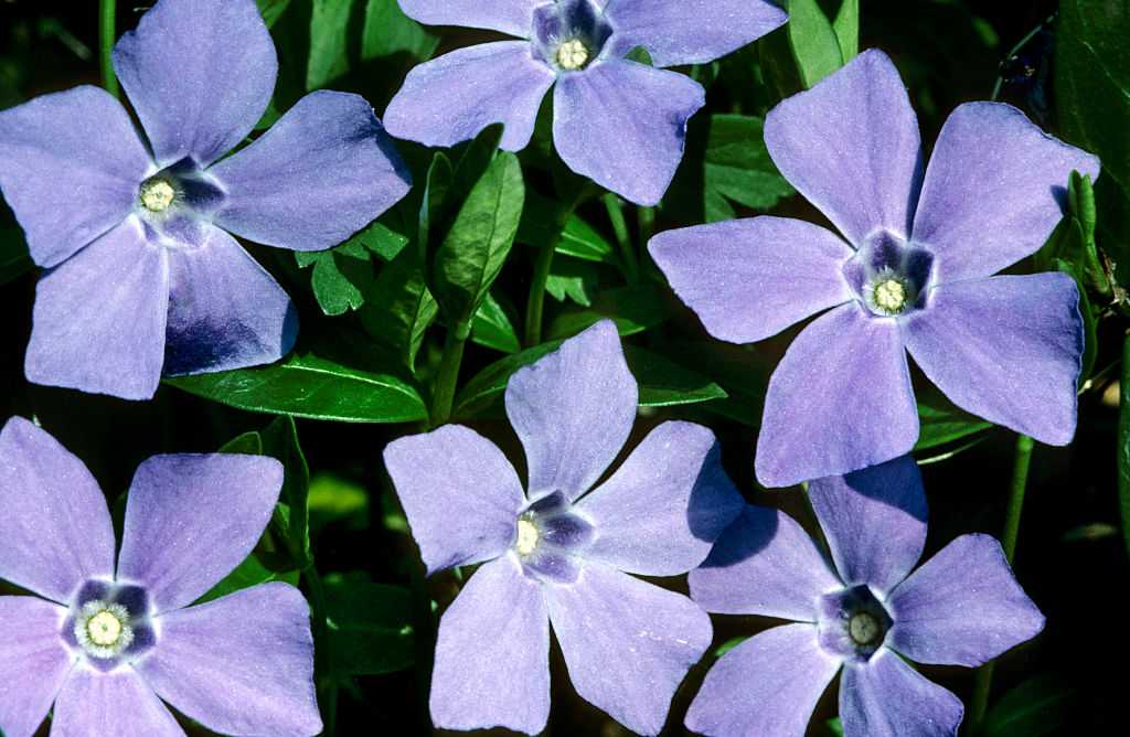 Berlin Startup Periwinkle Launches Self-Hosted Social Media Platform Using Bluesky’s AT Protocol